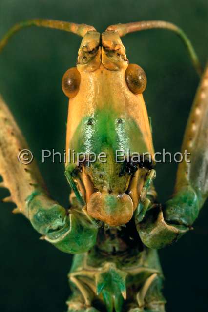 Saga pedo.JPG - in "Portraits d'insectes" ed. SeuilSaga pedoMagicienne denteléelangouste de ProvenceOrthopteraTettigoniidaeFrance